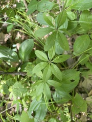 Galium triflorum