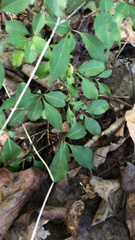 Viburnum prunifolium
