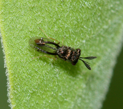 Eucharitidae