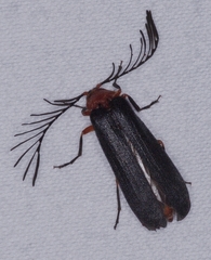 Pterotus obscuripennis