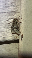 Lacinipolia explicata