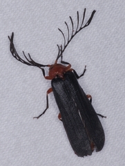 Pterotus obscuripennis