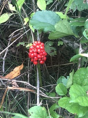 Arisaema triphyllum