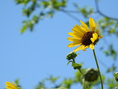 Helianthus