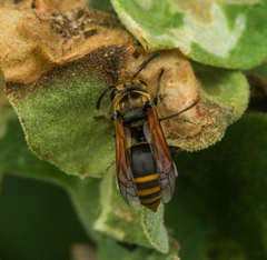 Brachygastra lecheguana
