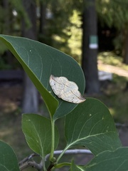 Drepana arcuata