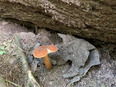 Gyroporus