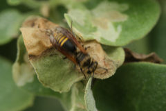 Brachygastra lecheguana