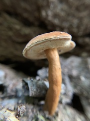 Gyroporus