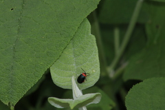 Asphaera abdominalis