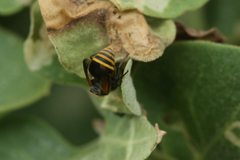 Brachygastra lecheguana