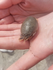 Emerita analoga