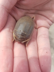 Emerita analoga