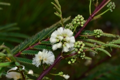 Acaciella angustissima
