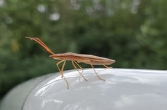 Protenor