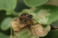 Brachygastra lecheguana