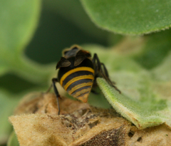 Brachygastra lecheguana