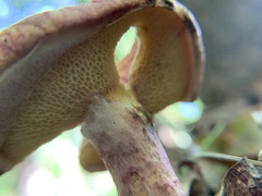 Suillus spraguei