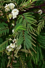 Acaciella angustissima