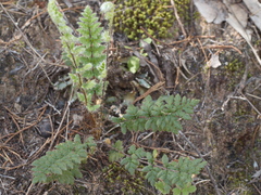 Cheilanthes distans