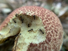 Suillus spraguei