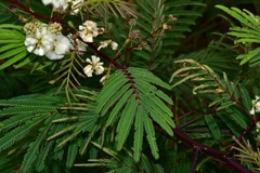 Acaciella angustissima