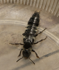 Creophilus maxillosus