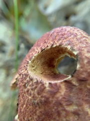 Suillus spraguei