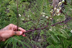 Acaciella angustissima