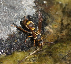 Ropalidia socialistica