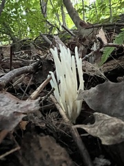 Clavaria fragilis