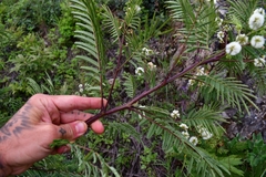 Acaciella angustissima