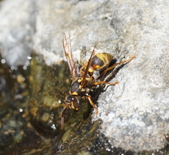 Ropalidia socialistica