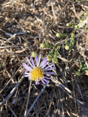 Symphyotrichum chilense