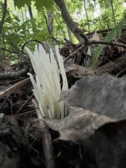 Clavaria fragilis