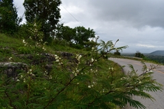 Acaciella angustissima