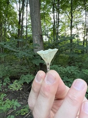 Loweomyces fractipes