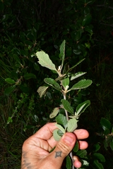 Cercocarpus