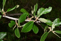 Cercocarpus