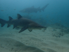 Carcharias taurus