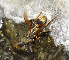 Ropalidia socialistica