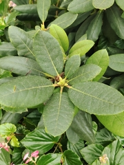 Rhododendron ponticum
