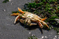 Metacarcinus magister