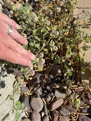 Physalis hederifolia