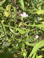 Epilobium parviflorum