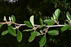 Cercocarpus