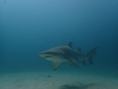 Carcharias taurus