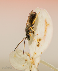 Seladonia