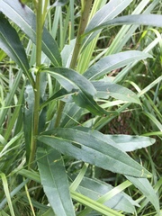 Solidago uliginosa peracuta