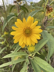Helianthus grosseserratus
